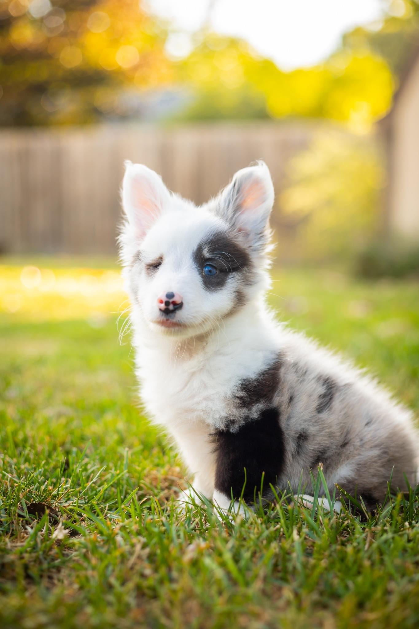 Possum, a Adopted mixed breed in Ypsilanti, MI image 2/4