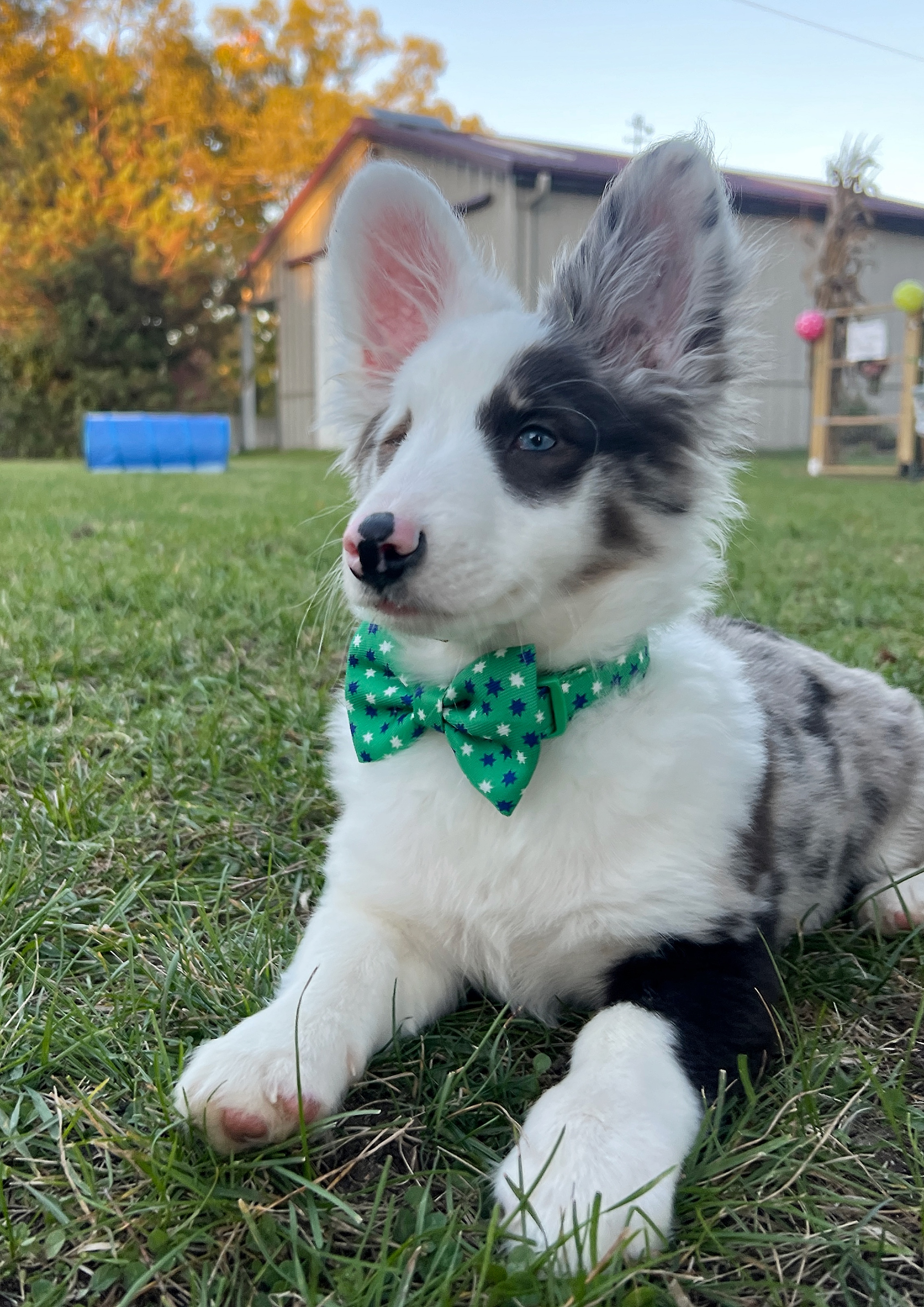 Possum, a Adopted mixed breed in Ypsilanti, MI image 1/4