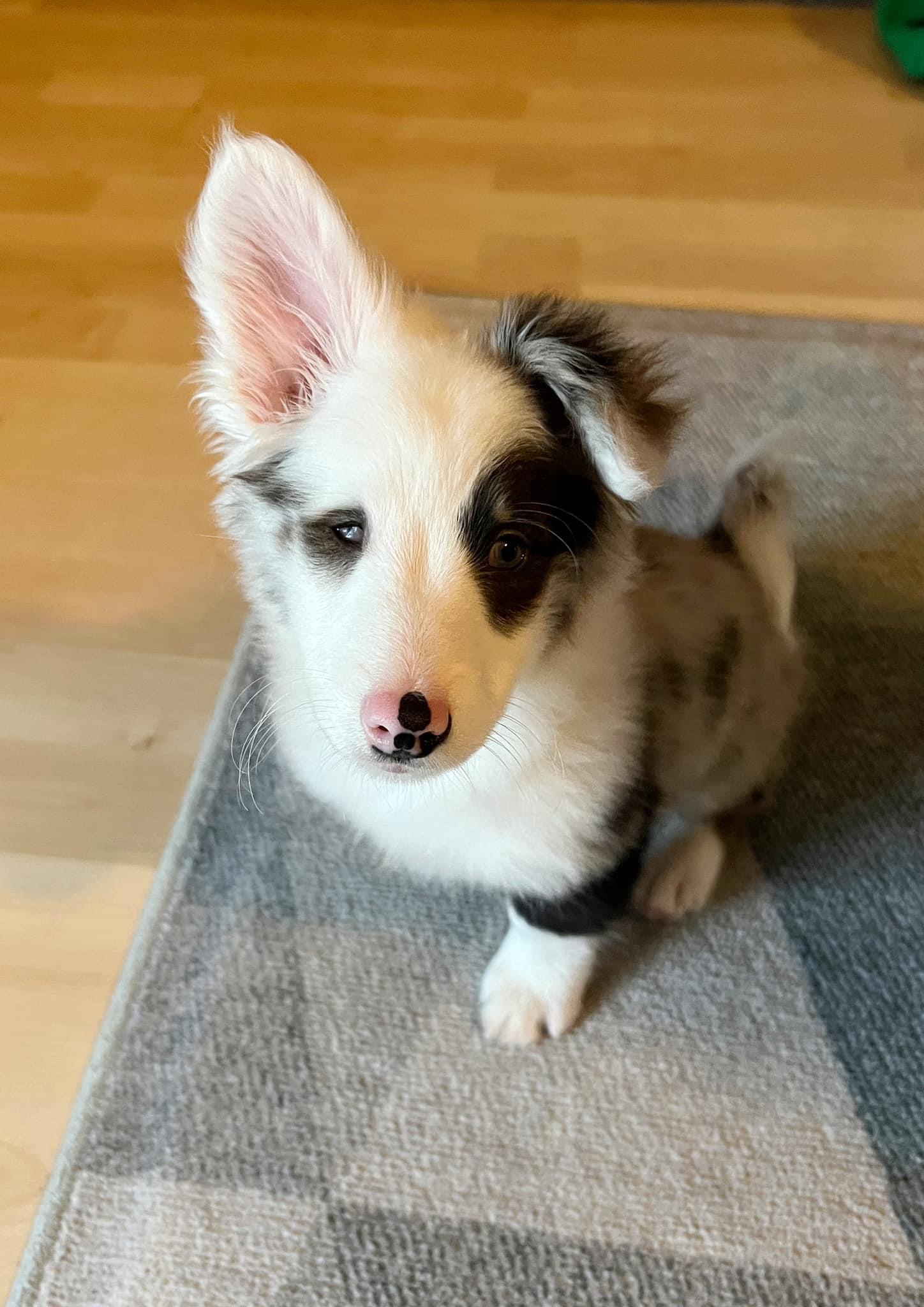 Possum, a Adopted mixed breed in Ypsilanti, MI image 4/4