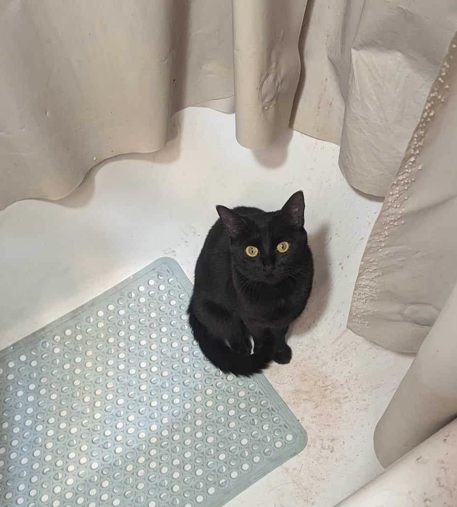 Two, Adult Female Domestic Short Hair