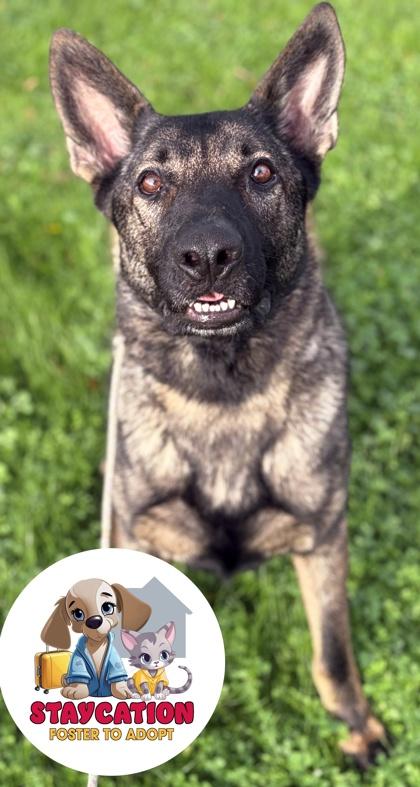 Kovo, Adoptable, Adult Male German Shepherd Dog.