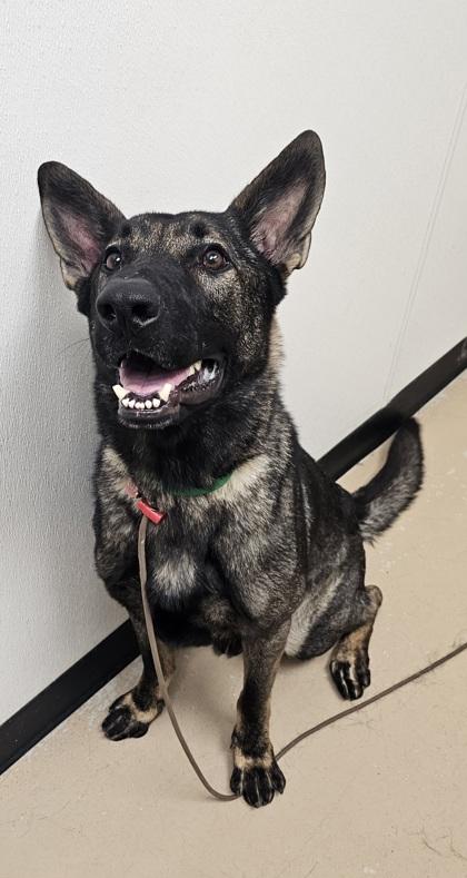 Enlarge Kovo, a Adoptable German Shepherd Dog in Phoenix, AZ image 2/2