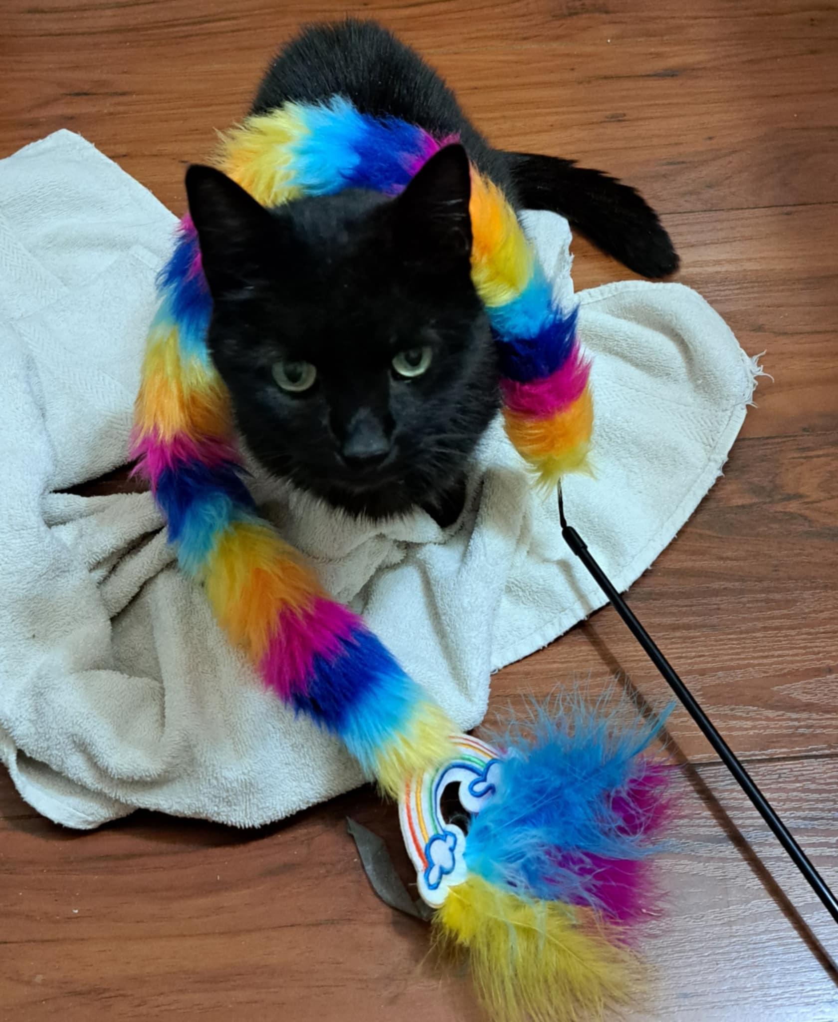 Binx, Adoptable, Adult Female Domestic Short Hair.