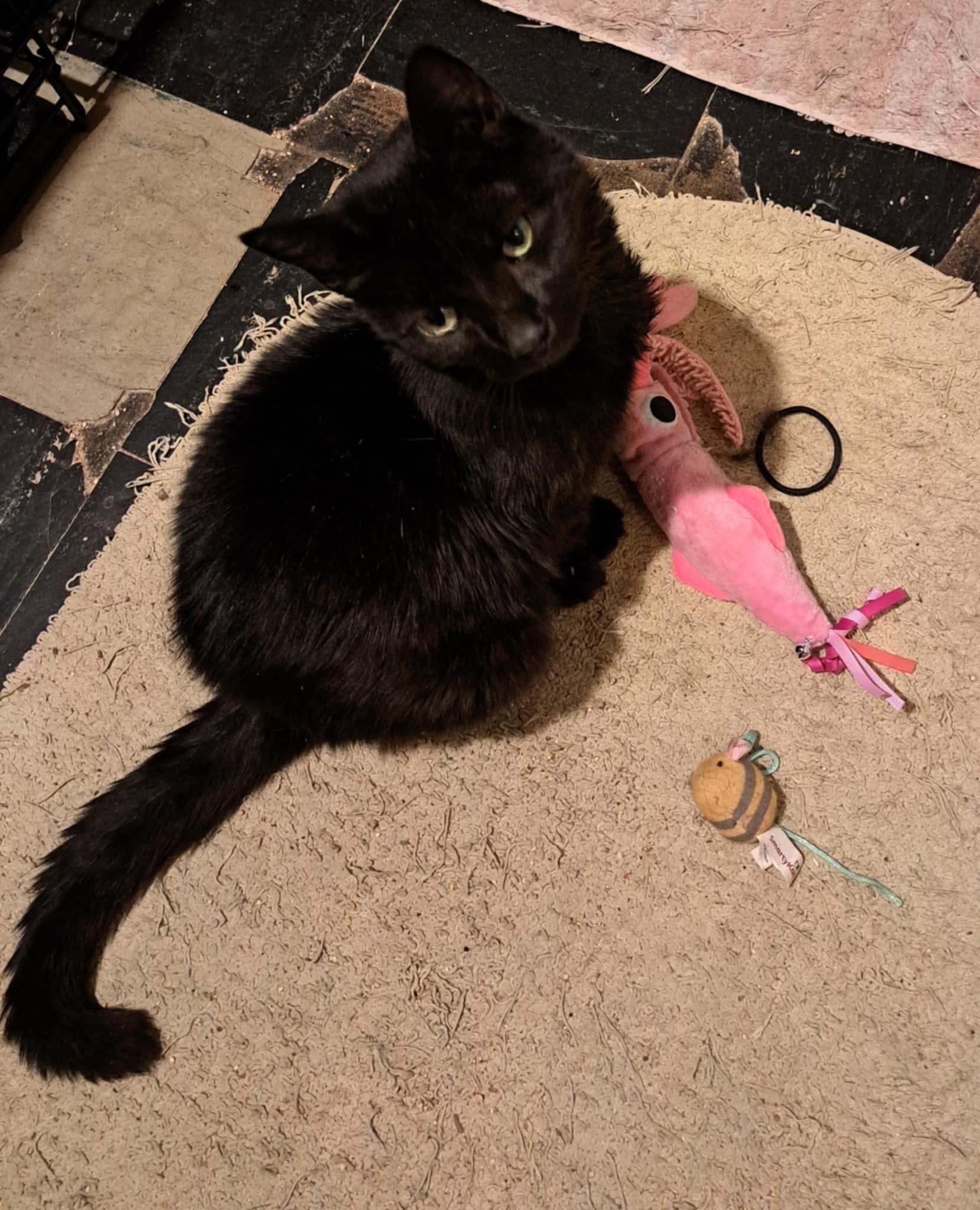 Binx, a Adoptable Domestic Short Hair in Bellmawr, NJ image 2/3