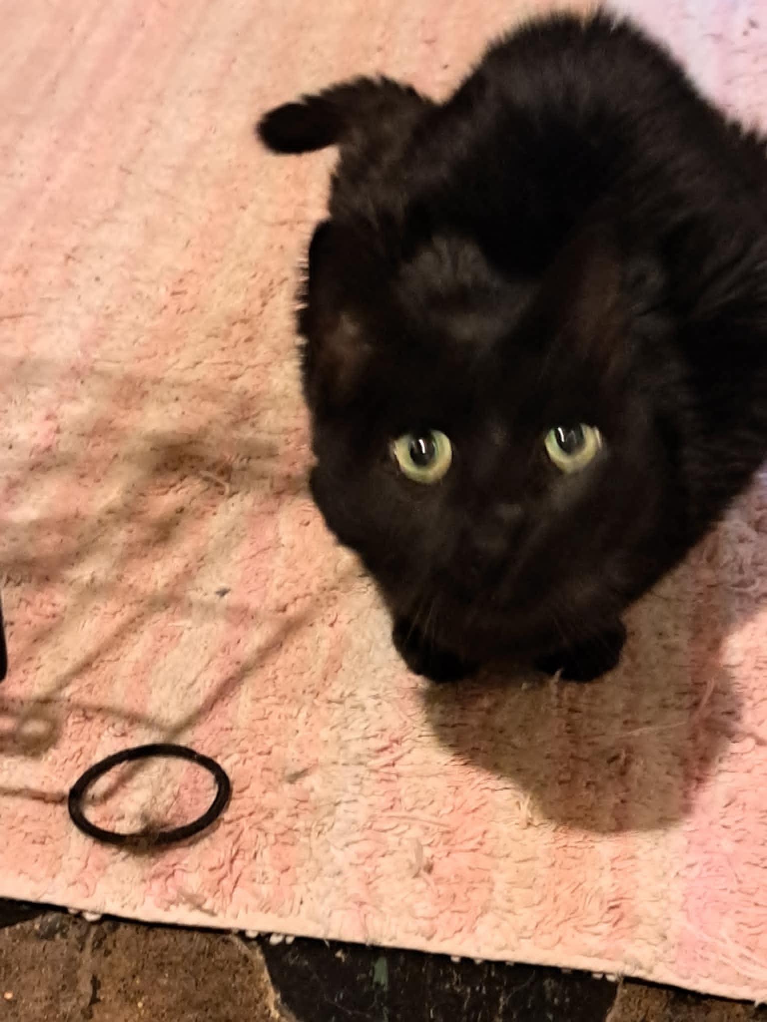 Binx, a Adoptable Domestic Short Hair in Bellmawr, NJ image 3/3