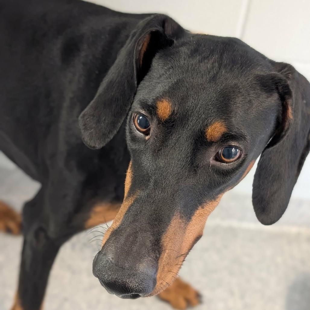7963 Shadow, Adoptable, Adult Male Doberman Pinscher.