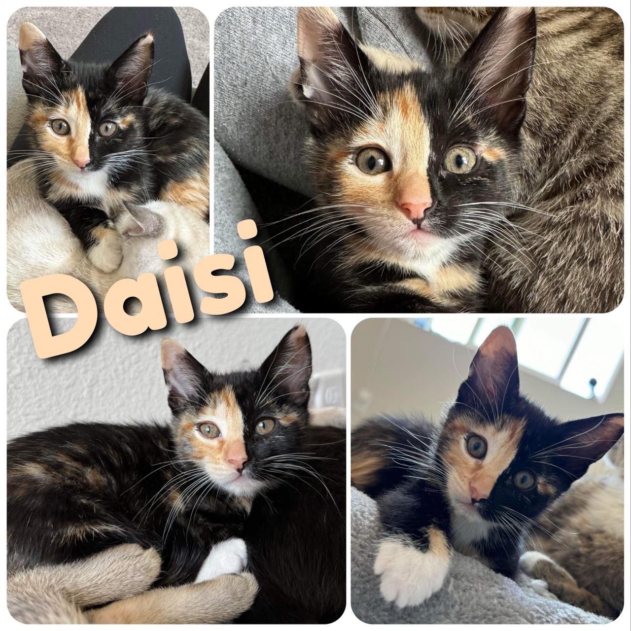 Daisi