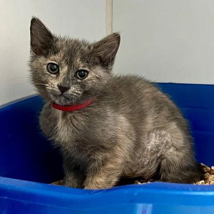 Hermia, Adopted, Kitten Female Domestic Short Hair.