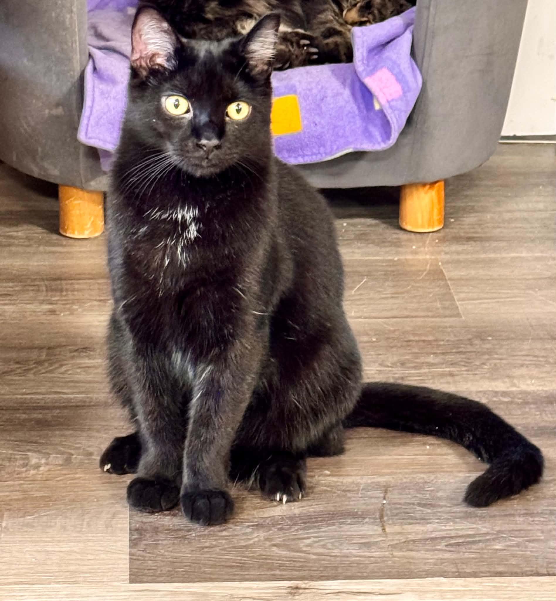 Thackery Binx, Adoptable, Young Male Domestic Short Hair.
