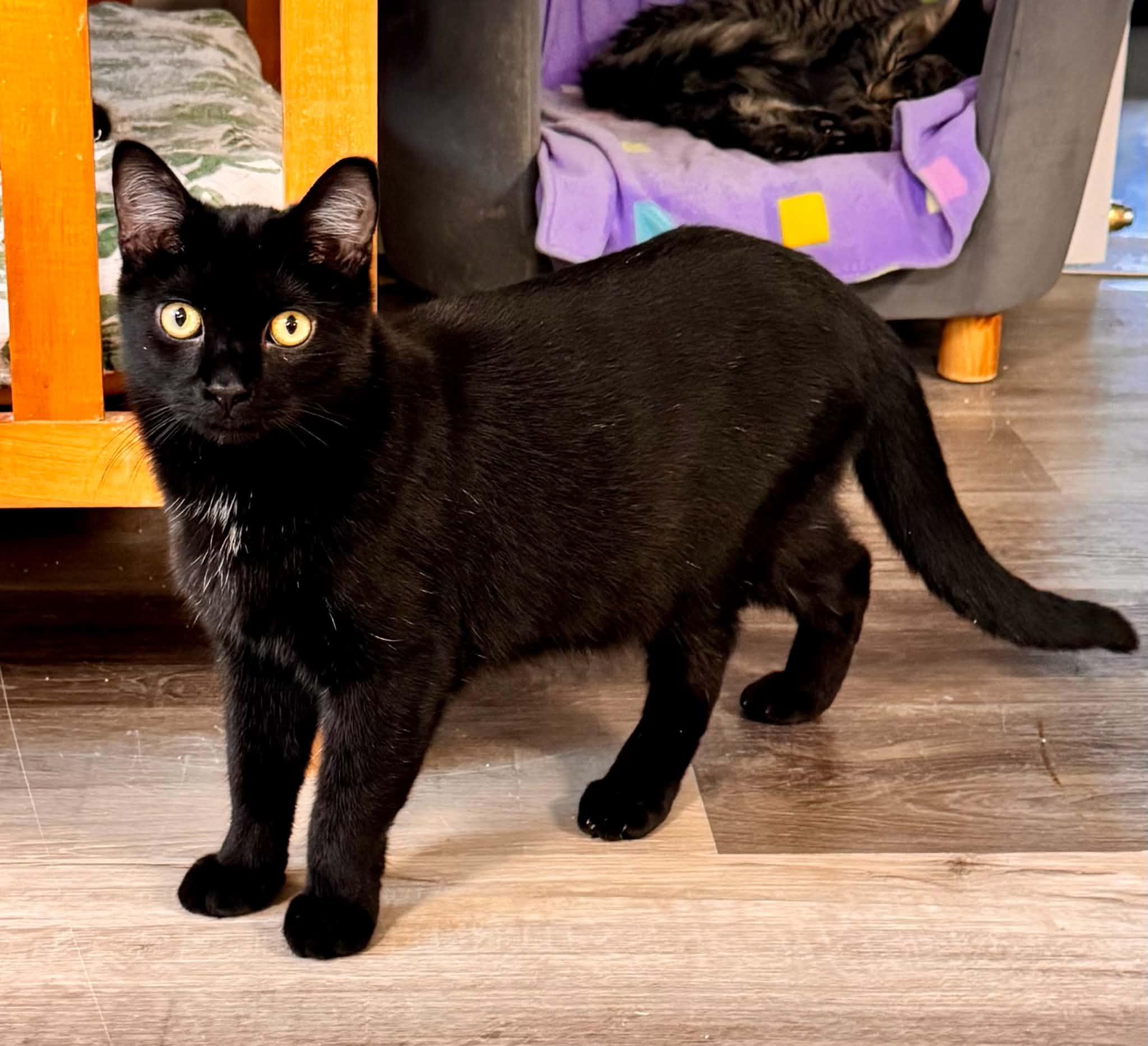 Enlarge Thackery Binx, a Adoptable Domestic Short Hair in Erie, PA image 2/2