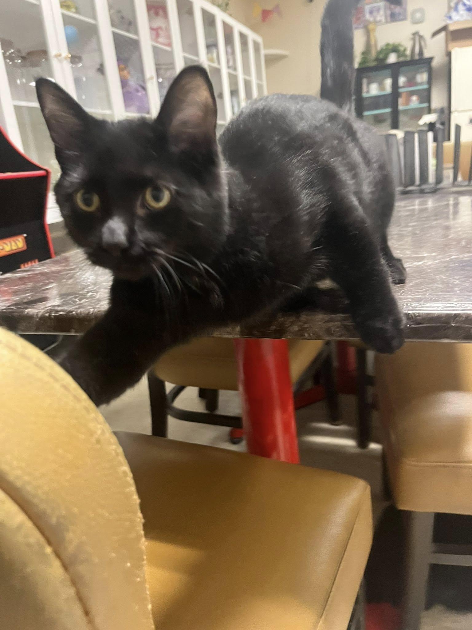 Enlarge Thackery Binx, a Adoptable Domestic Short Hair in Erie, PA image 1/1