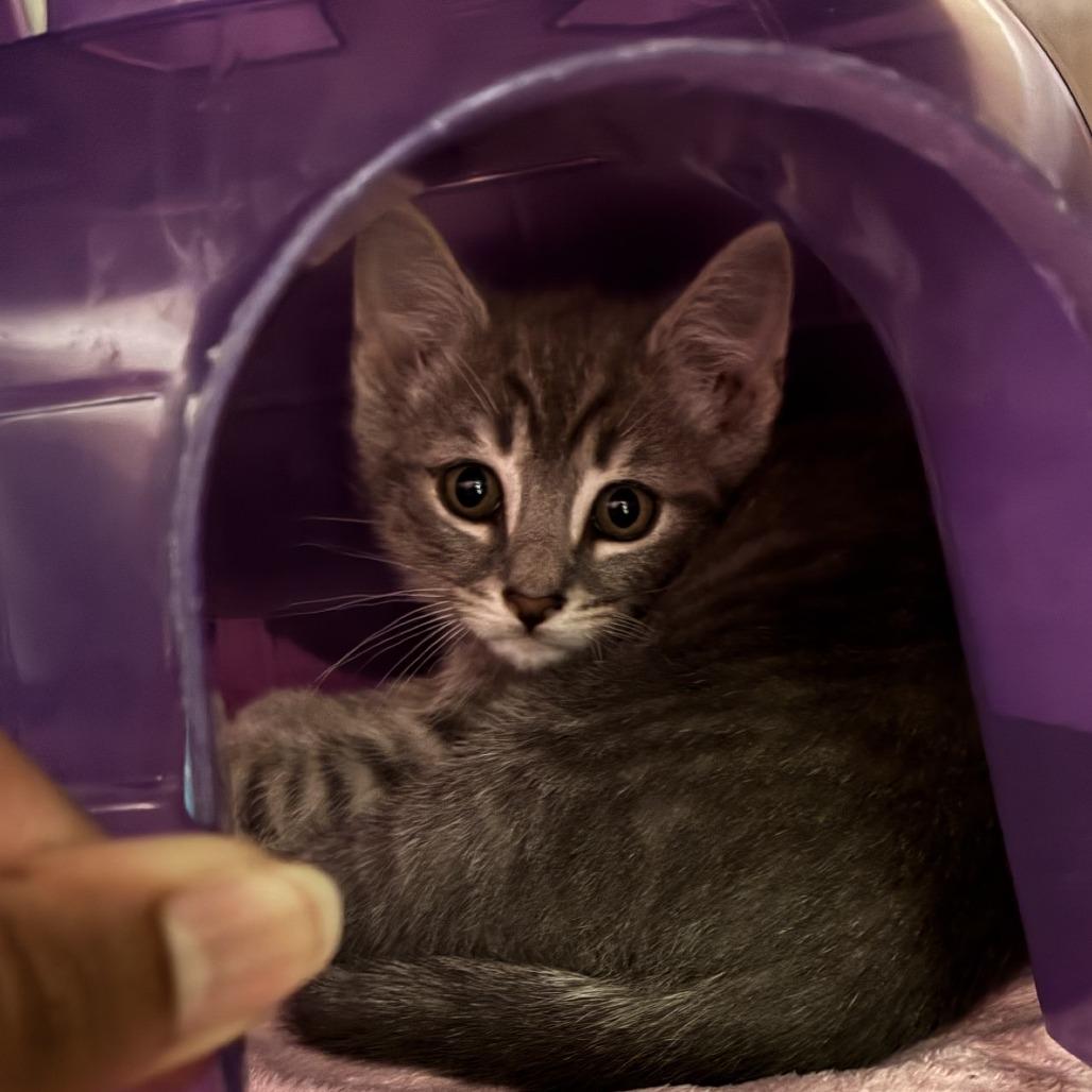 Poe, Adoptable, Young Male Domestic Short Hair.