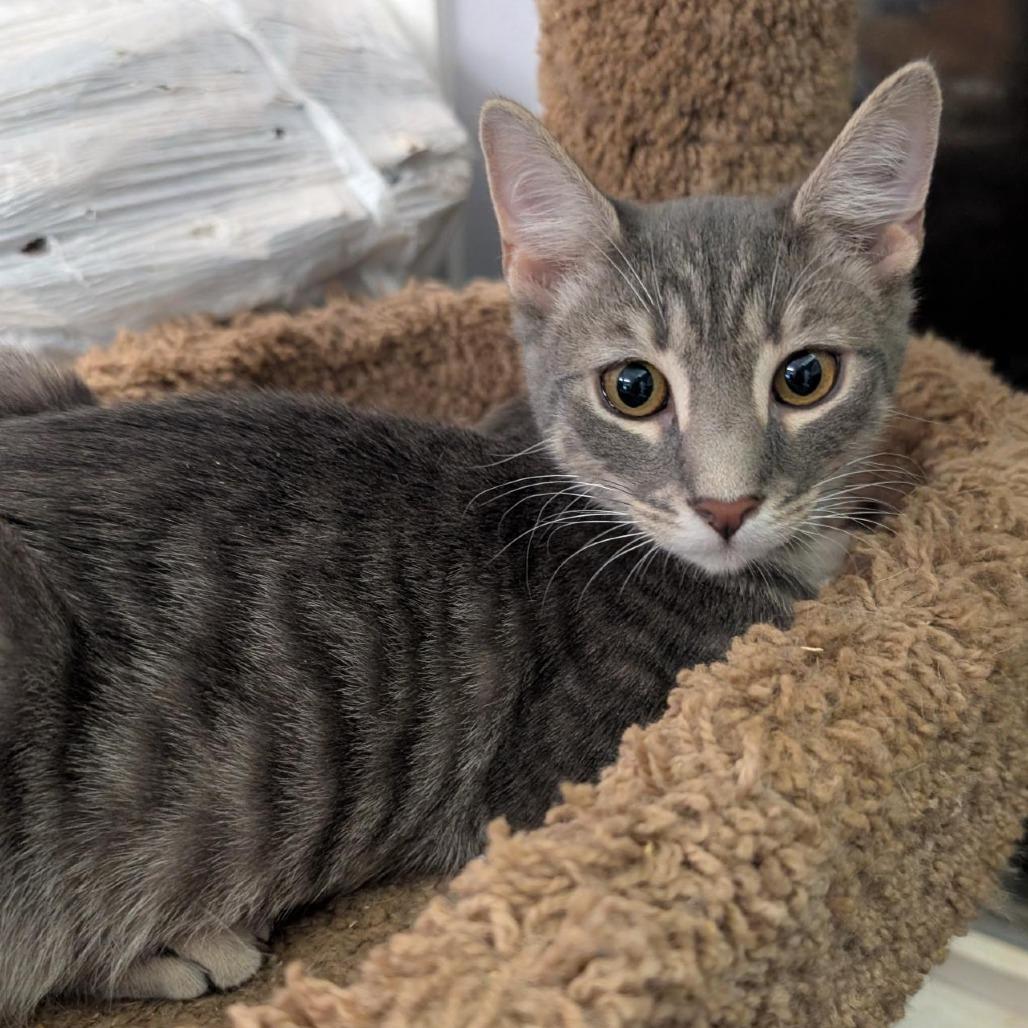 Enlarge Poe, a Adoptable Domestic Short Hair in Bel Air, MD image 2/2