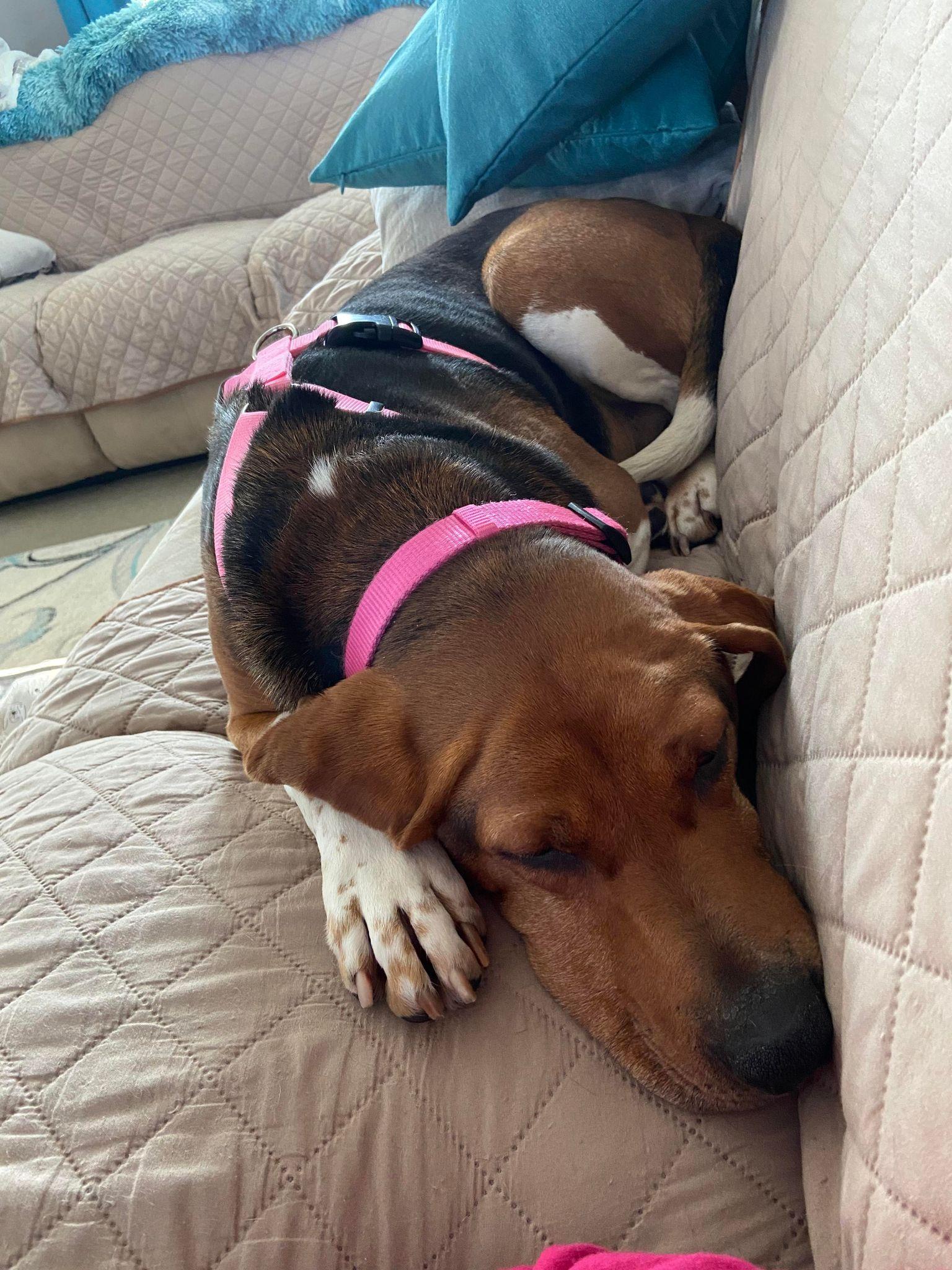 Molly, a Adoptable Mixed Breed in Shelburne, VT image 3/6