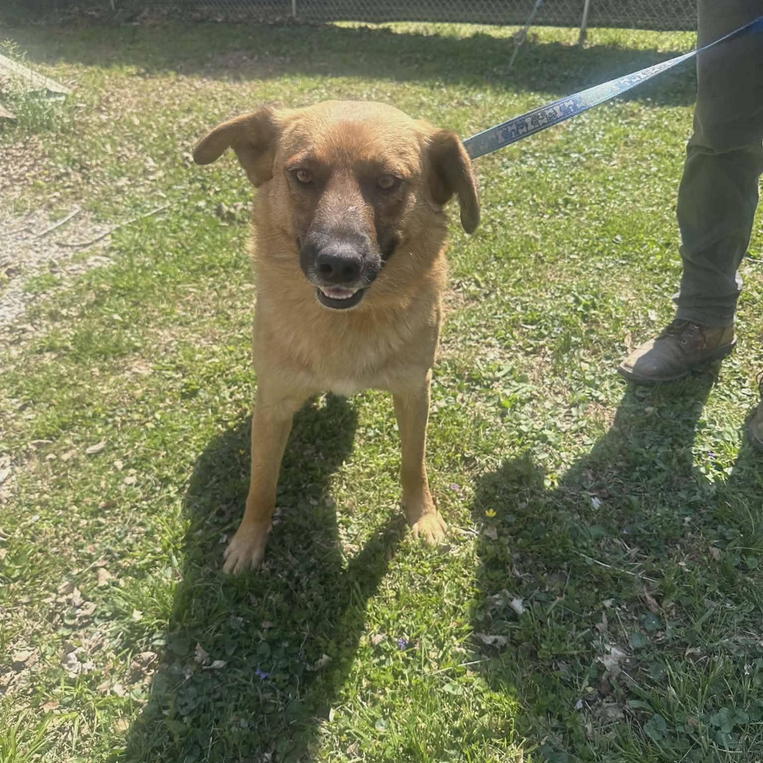 Enlarge Koda, a Adoptable mixed breed in CHURCHVILLE, NY image 2/5