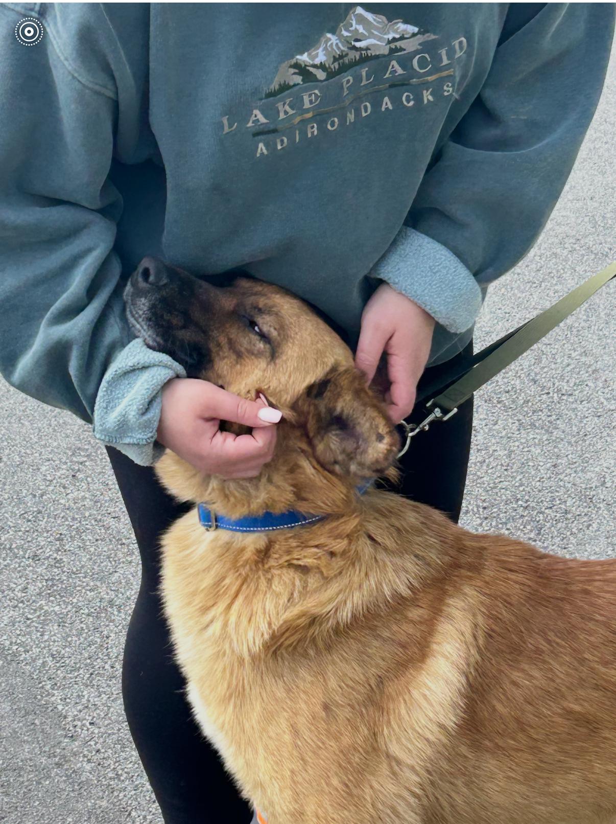 Enlarge Koda, a Adoptable mixed breed in CHURCHVILLE, NY image 5/5
