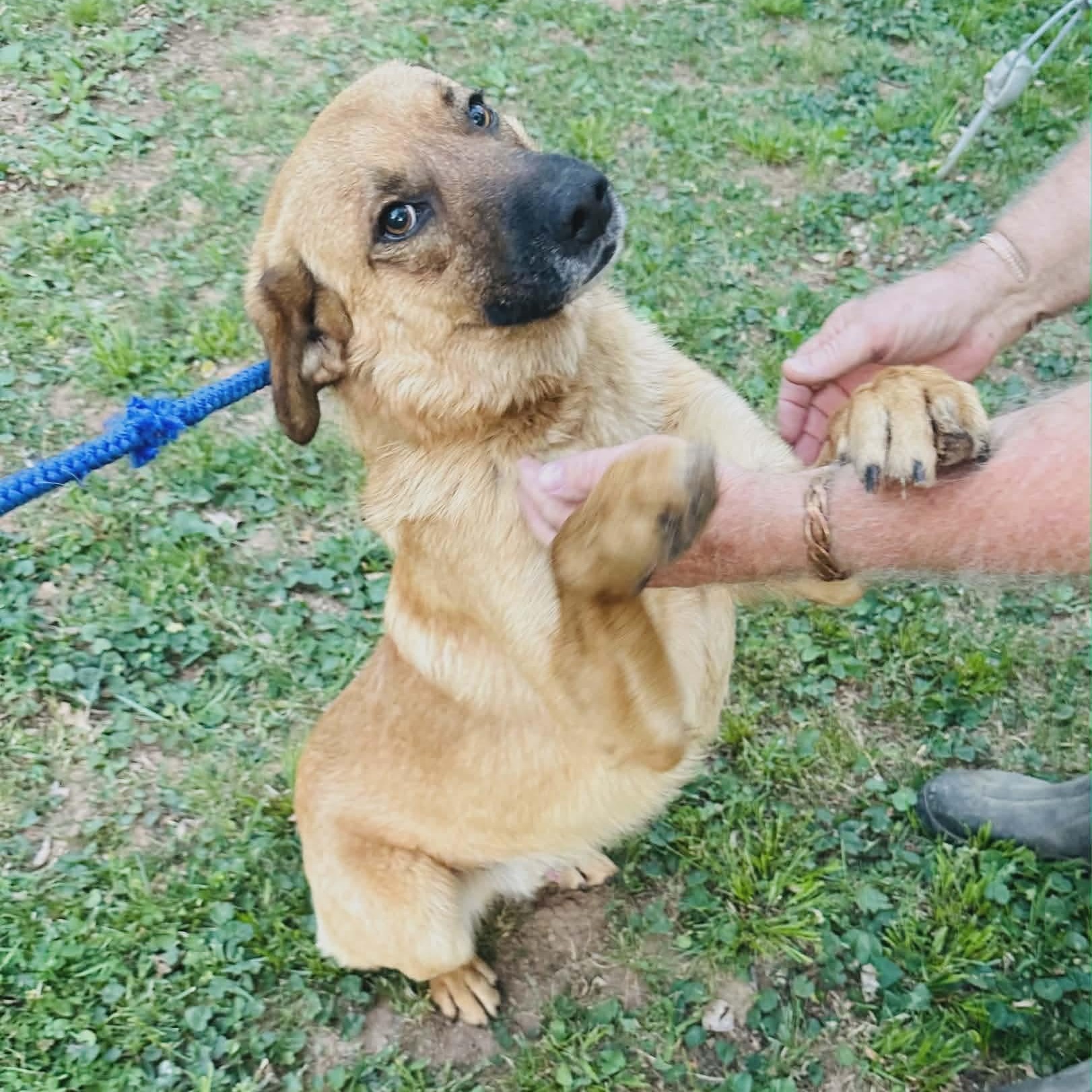 Enlarge Koda, a Adoptable mixed breed in CHURCHVILLE, NY image 1/5