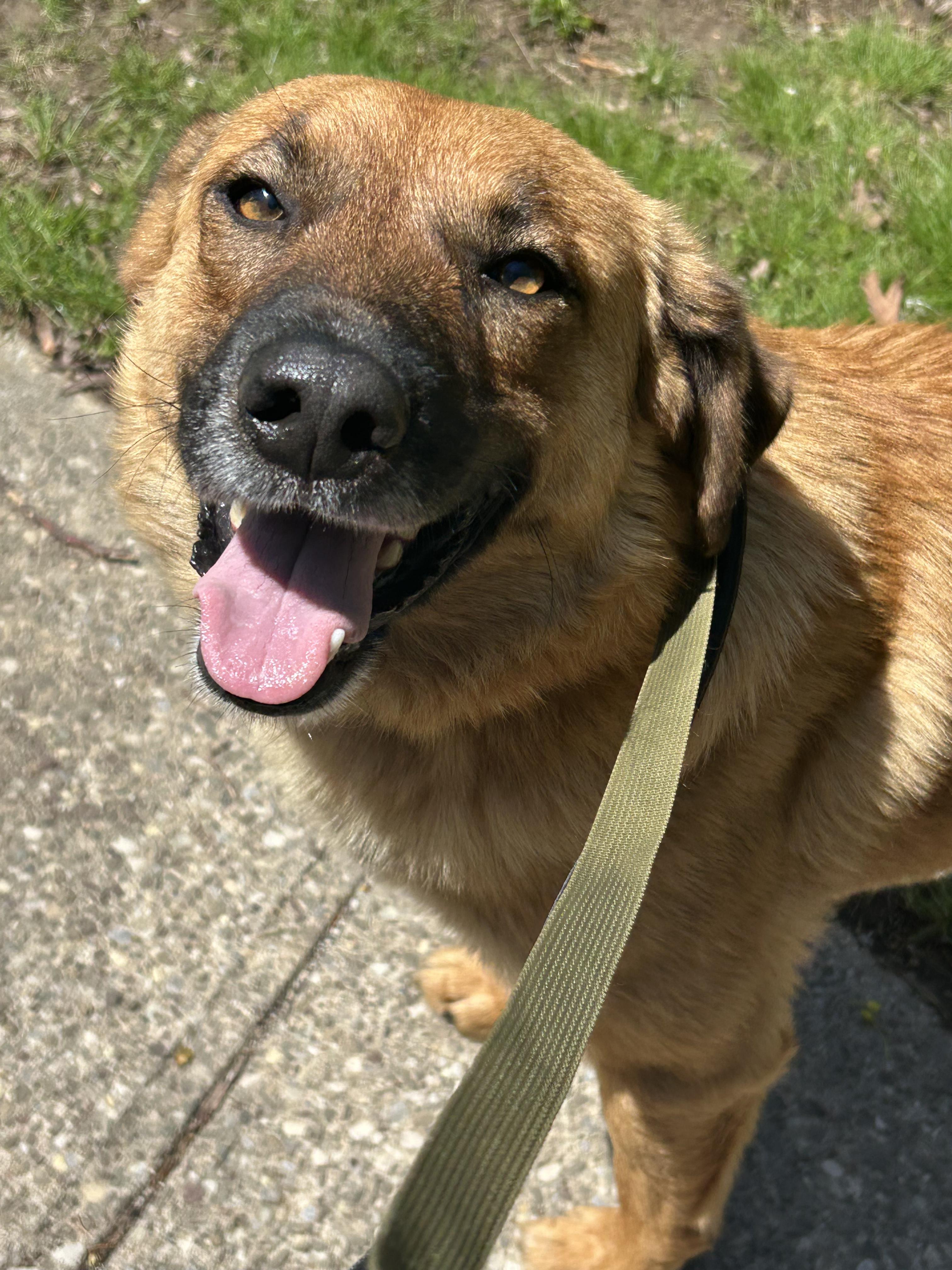 Enlarge Koda, a Adoptable mixed breed in CHURCHVILLE, NY image 4/5