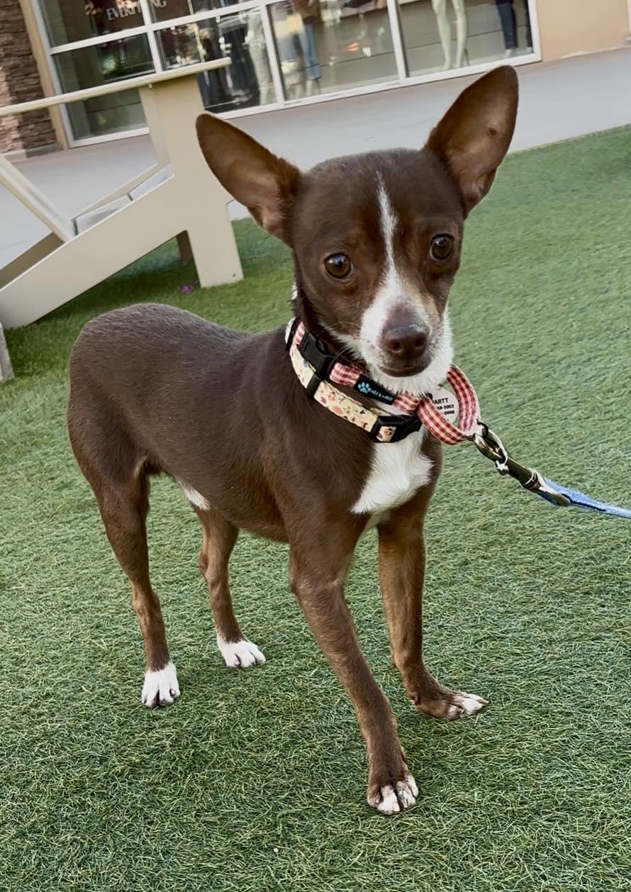 Enlarge Timon, a ADOPTABLE Rat Terrier in Phoenix, AZ image 1/6