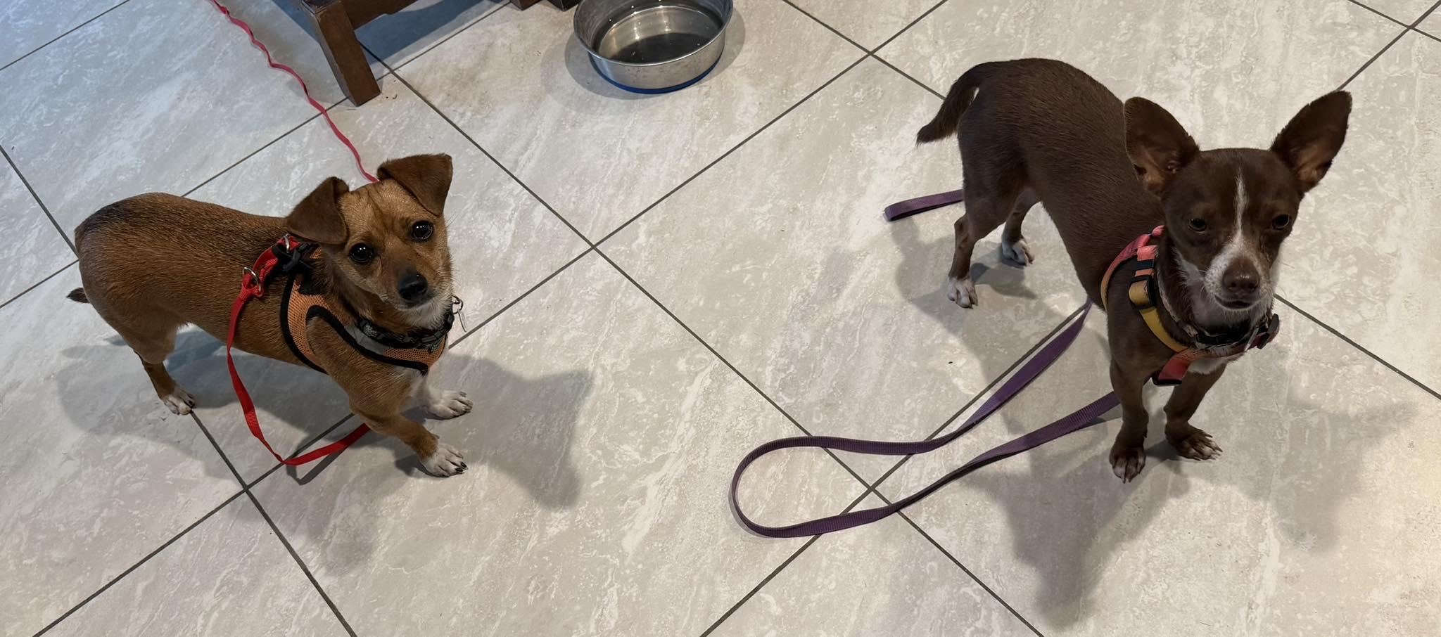 Enlarge Timon, a ADOPTABLE Rat Terrier in Phoenix, AZ image 5/6