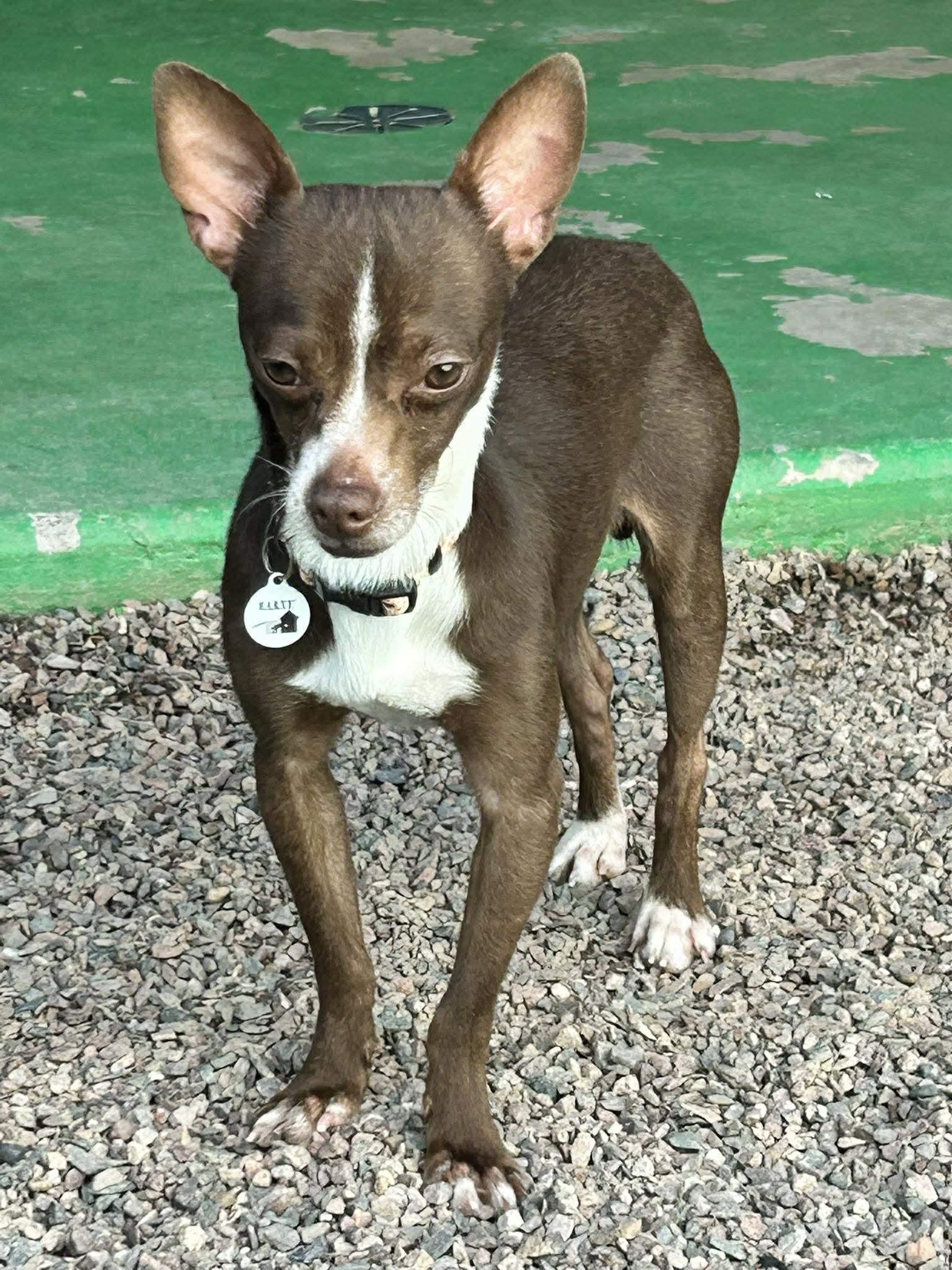 Timon — thumbnail 2