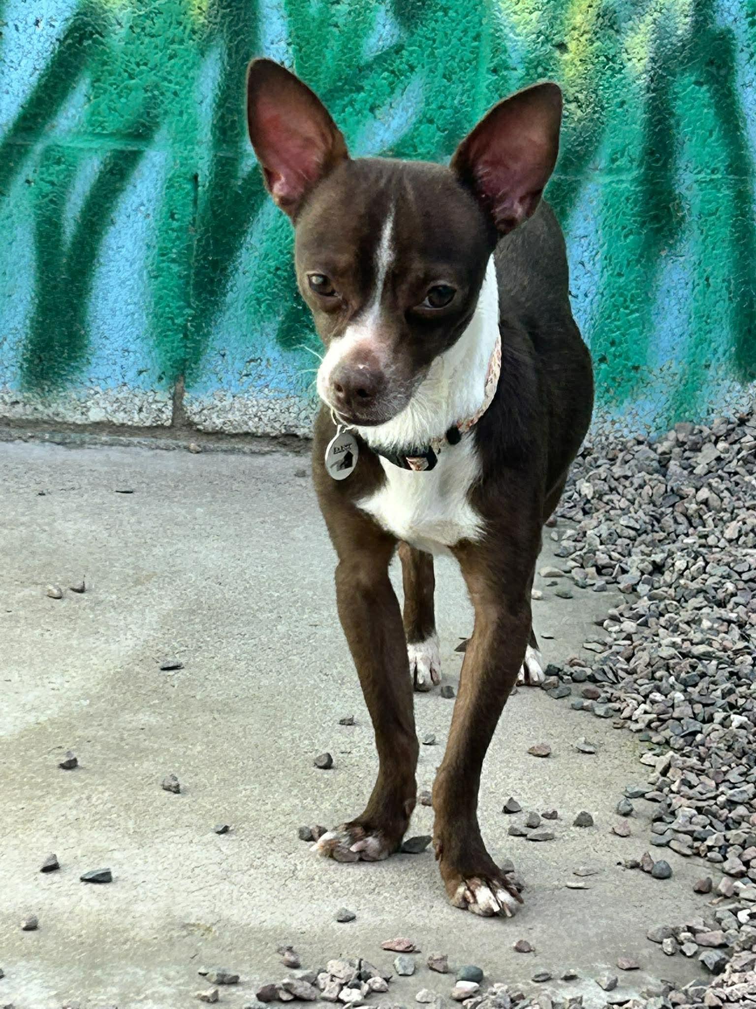Enlarge Timon, a ADOPTABLE Rat Terrier in Phoenix, AZ image 2/6