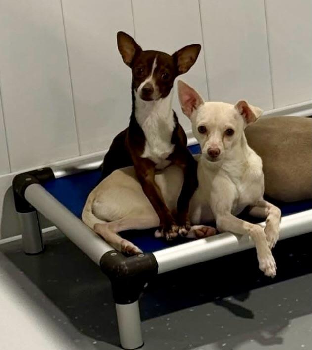 Enlarge Timon, a ADOPTABLE Rat Terrier in Phoenix, AZ image 3/6