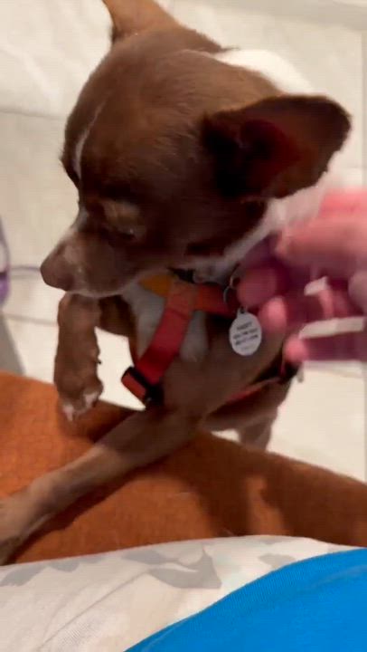 Enlarge Timon, a ADOPTABLE Rat Terrier in Phoenix, AZ video 4/6