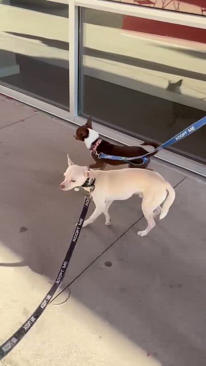 Enlarge Timon, a ADOPTABLE Rat Terrier in Phoenix, AZ video 5/6
