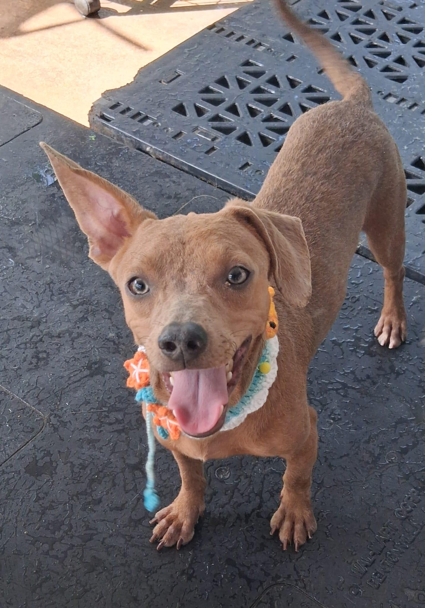Hugo, a ADOPTABLE mixed breed in Albion, NY image 1/5