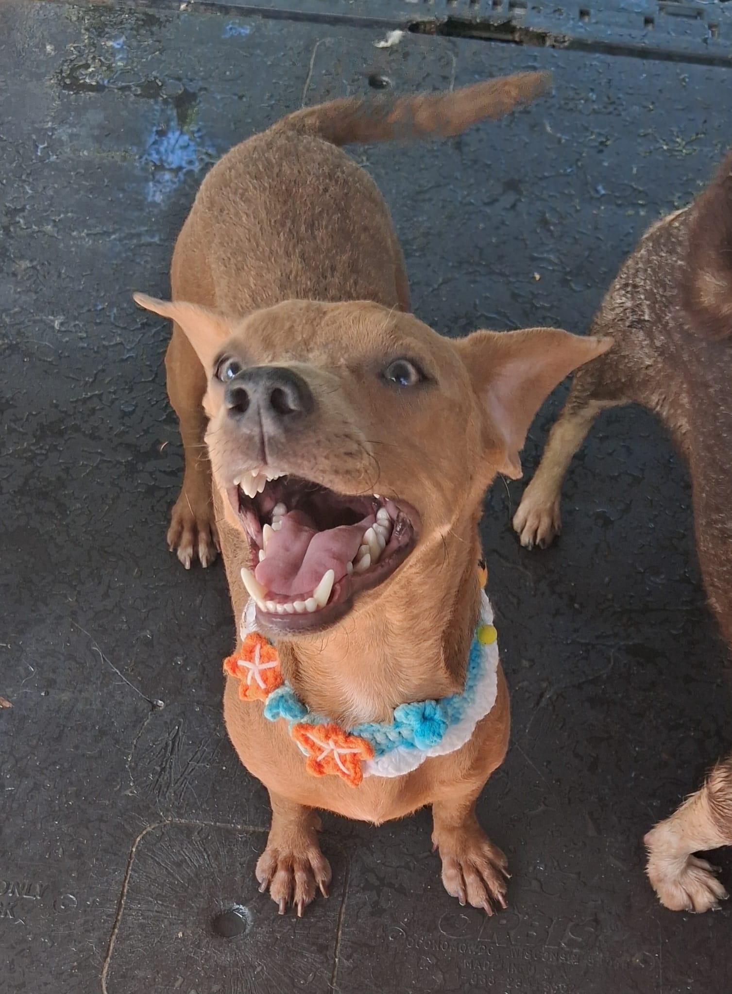 Hugo, a ADOPTABLE mixed breed in Albion, NY image 2/5