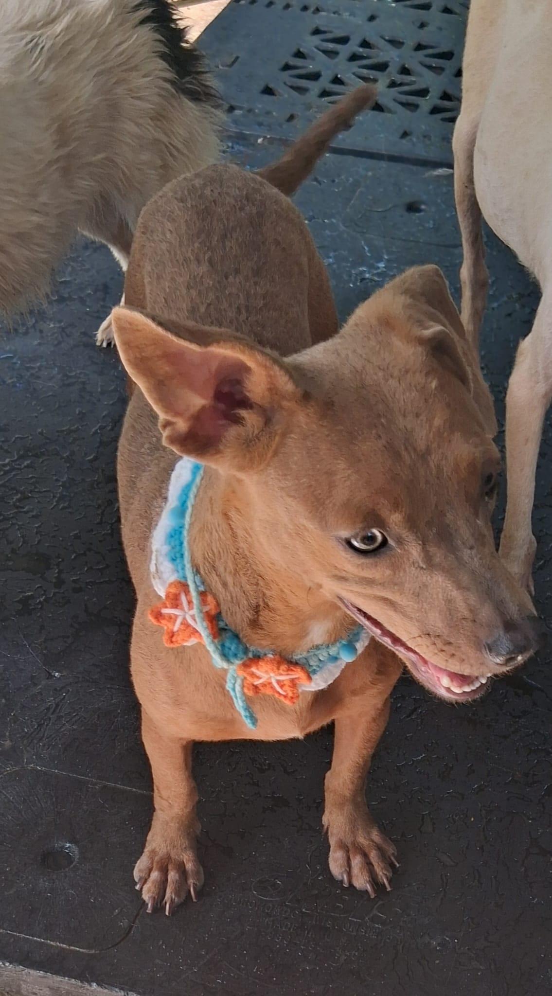 Hugo, a ADOPTABLE mixed breed in Albion, NY image 5/5