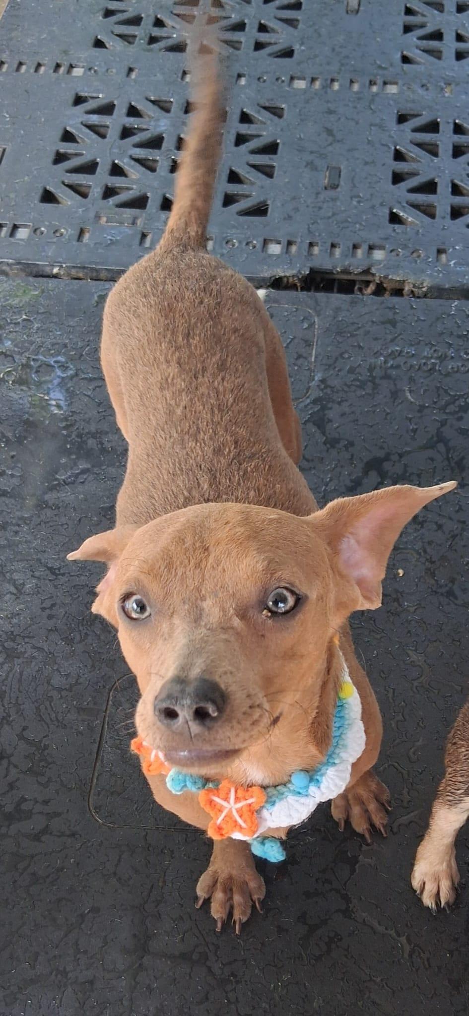 Hugo, a ADOPTABLE mixed breed in Albion, NY image 4/5
