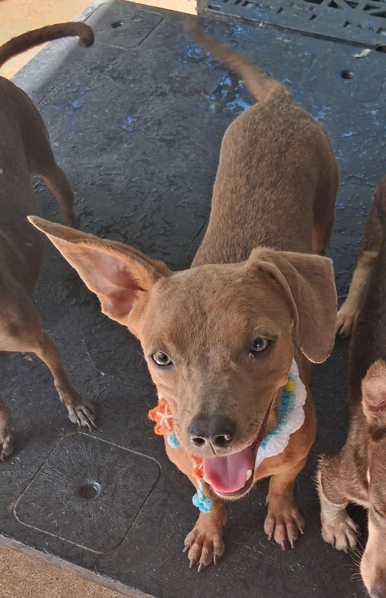 Hugo, a ADOPTABLE mixed breed in Albion, NY image 3/5