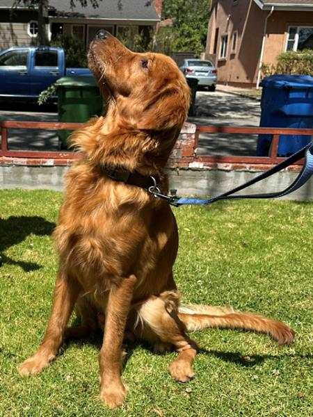 Enlarge Obi, a ADOPTABLE Golden Retriever in Los Angeles, CA image 3/6
