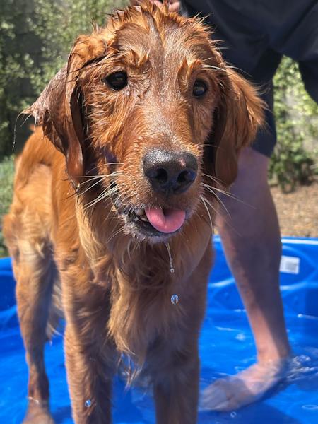 Enlarge Obi, an adoptable Golden Retriever in Los Angeles, CA image 3/6