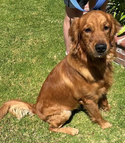 Enlarge Obi, a ADOPTABLE Golden Retriever in Los Angeles, CA image 6/6