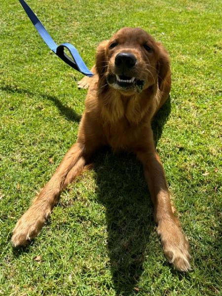 Enlarge Obi, a ADOPTABLE Golden Retriever in Los Angeles, CA image 5/6