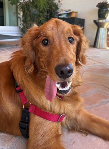 Enlarge Obi, an adoptable Golden Retriever in Los Angeles, CA image 2/6