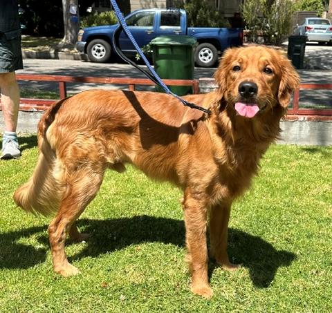 Enlarge Obi, a ADOPTABLE Golden Retriever in Los Angeles, CA image 4/6
