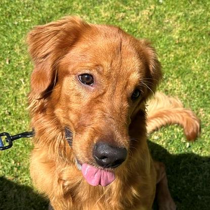 Enlarge Obi, a ADOPTABLE Golden Retriever in Los Angeles, CA image 1/6