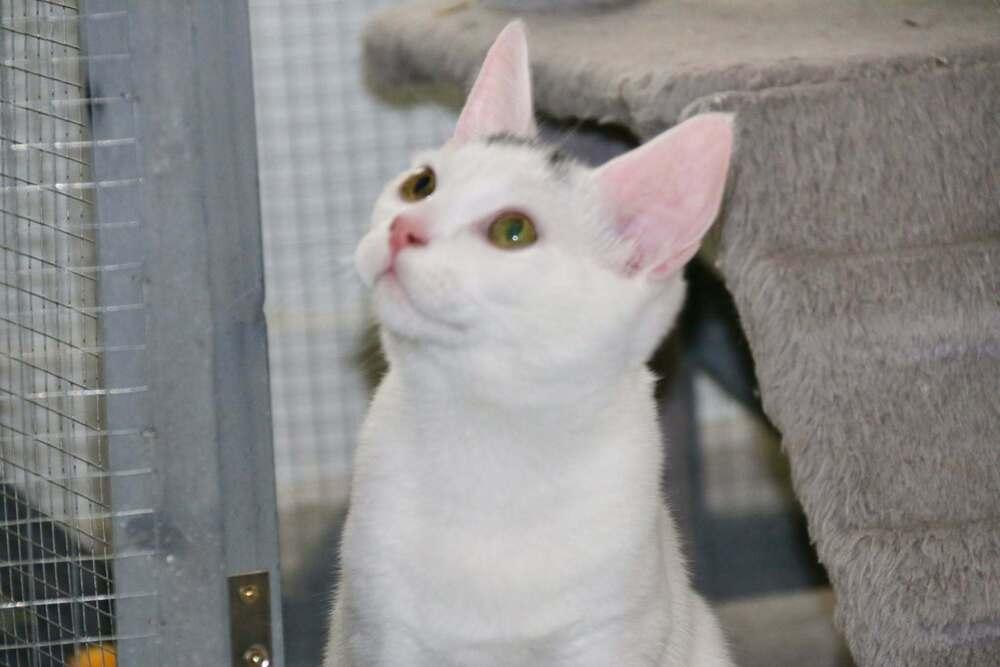 Chandler, Adoptable, Kitten Male Domestic Short Hair.