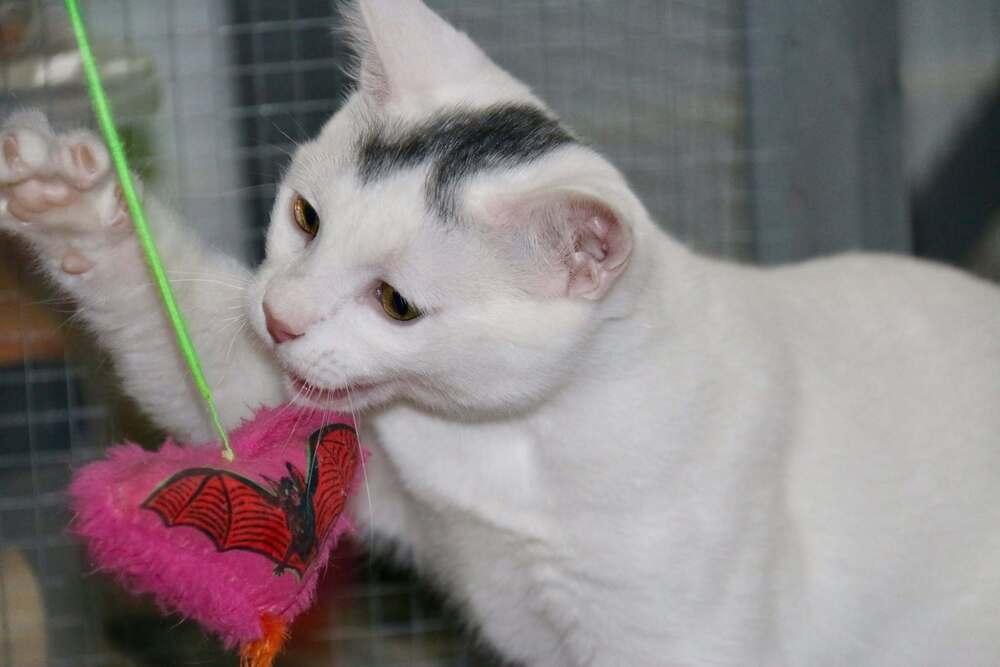 Enlarge Chandler, a Adoptable mixed breed in Lebanon, OR image 3/3