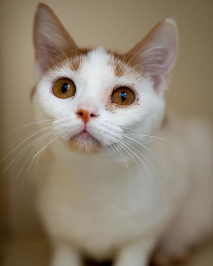 Lara, Adoptable, Kitten Female Domestic Short Hair & Domestic Short Hair.