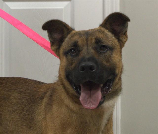 Enlarge SARGE, a Adoptable mixed breed in Cookeville, TN image 1/1