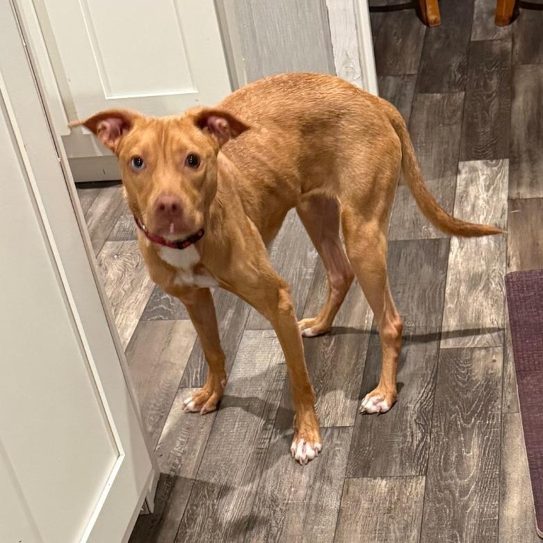 Enlarge Maple, a Adoptable mixed breed in Lake Panasoffkee, FL image 1/3