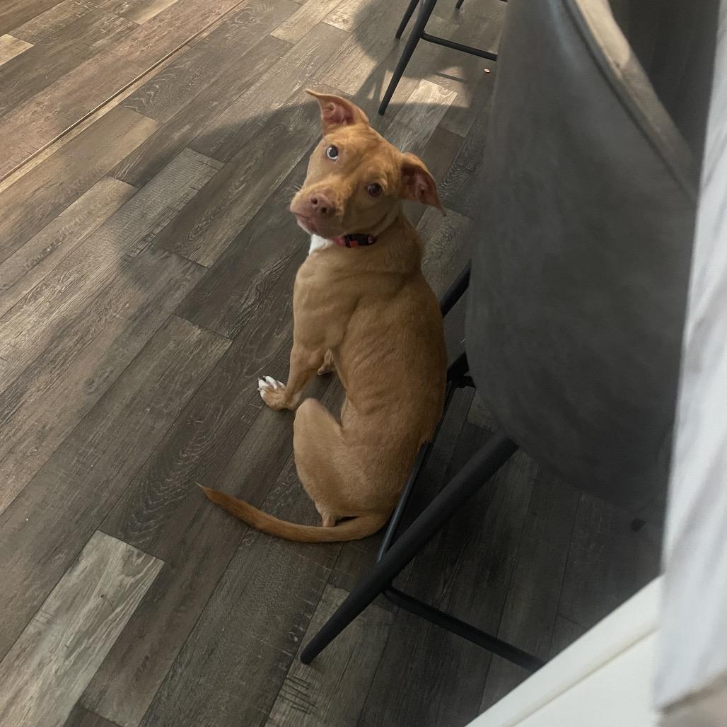 Enlarge Maple, a Adoptable mixed breed in Lake Panasoffkee, FL image 3/3