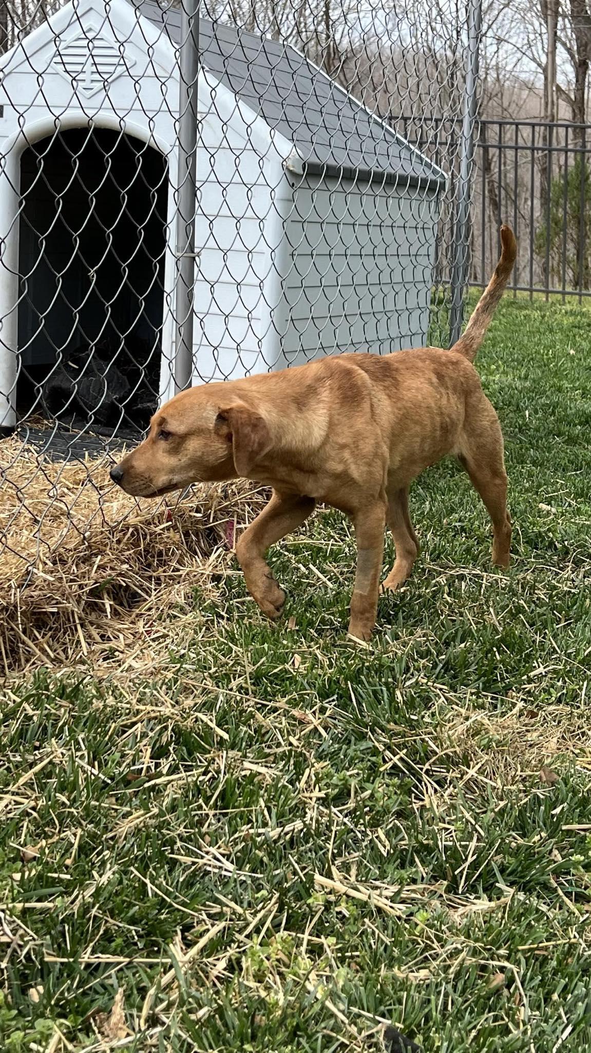Enlarge Danny.....FEE SPONSORED, a Adoptable mixed breed in Cookeville, TN image 5/6