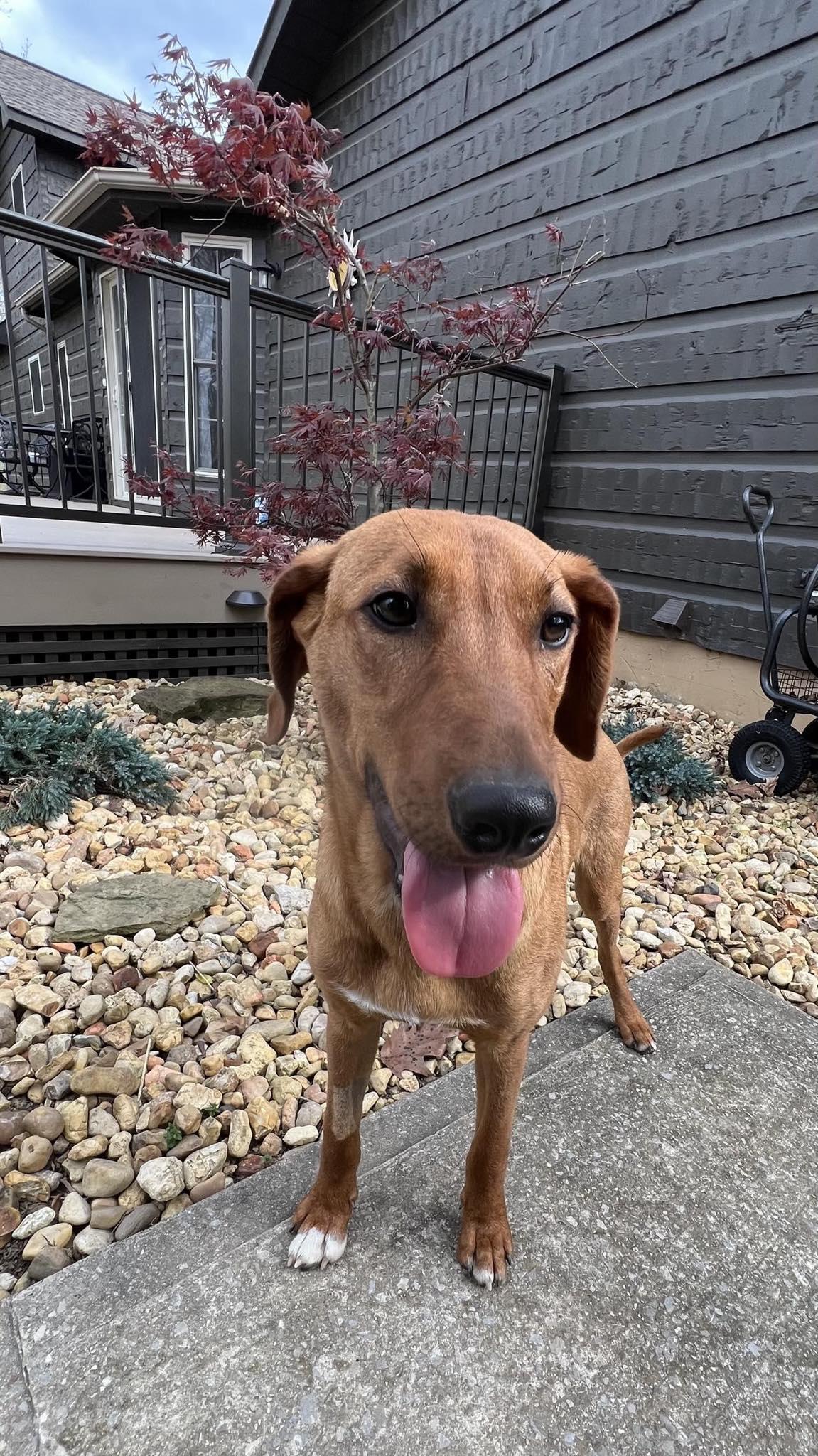 Enlarge Danny.....FEE SPONSORED, a Adoptable mixed breed in Cookeville, TN image 2/6