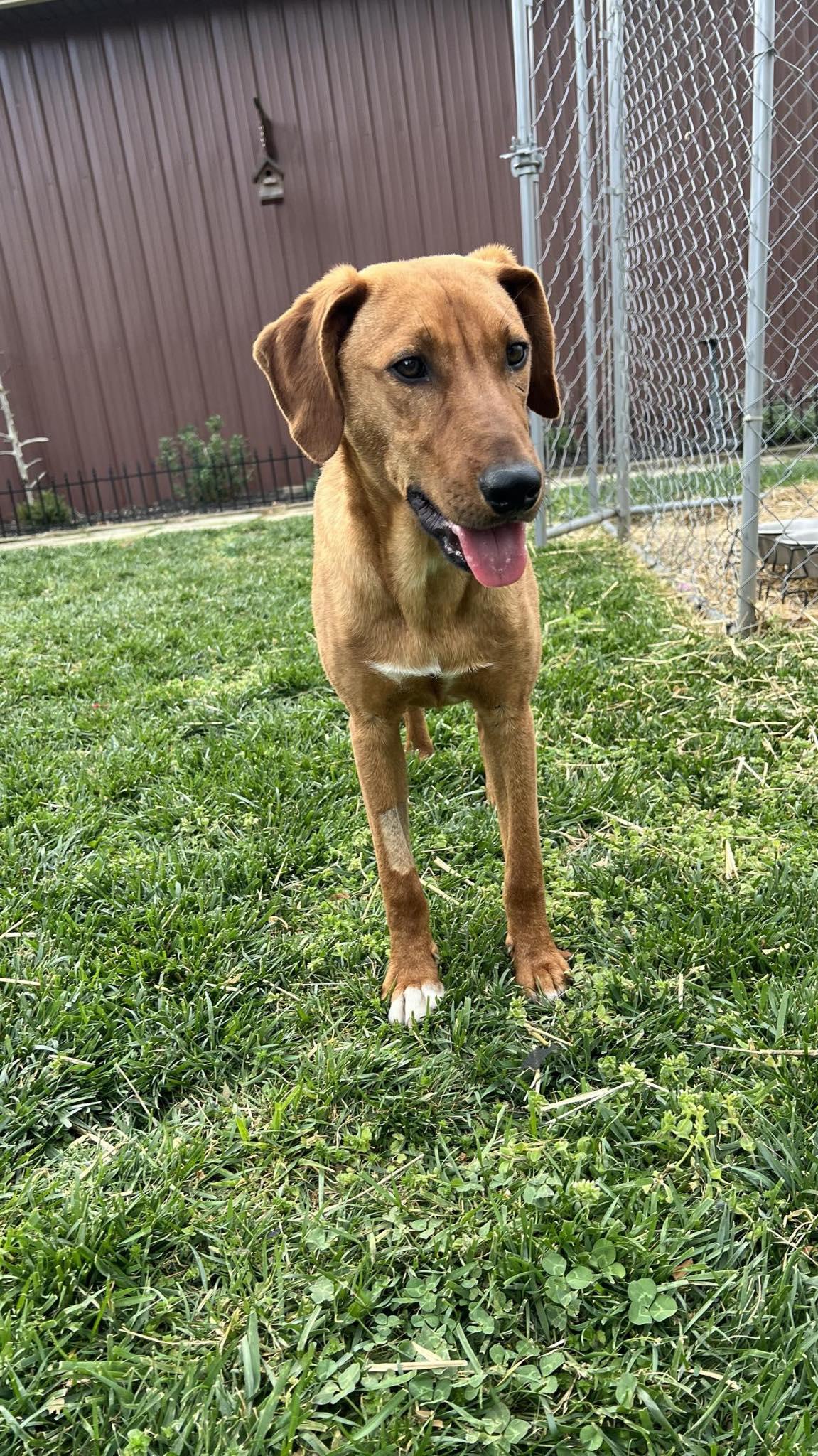 Enlarge Danny.....FEE SPONSORED, a Adoptable mixed breed in Cookeville, TN image 6/6